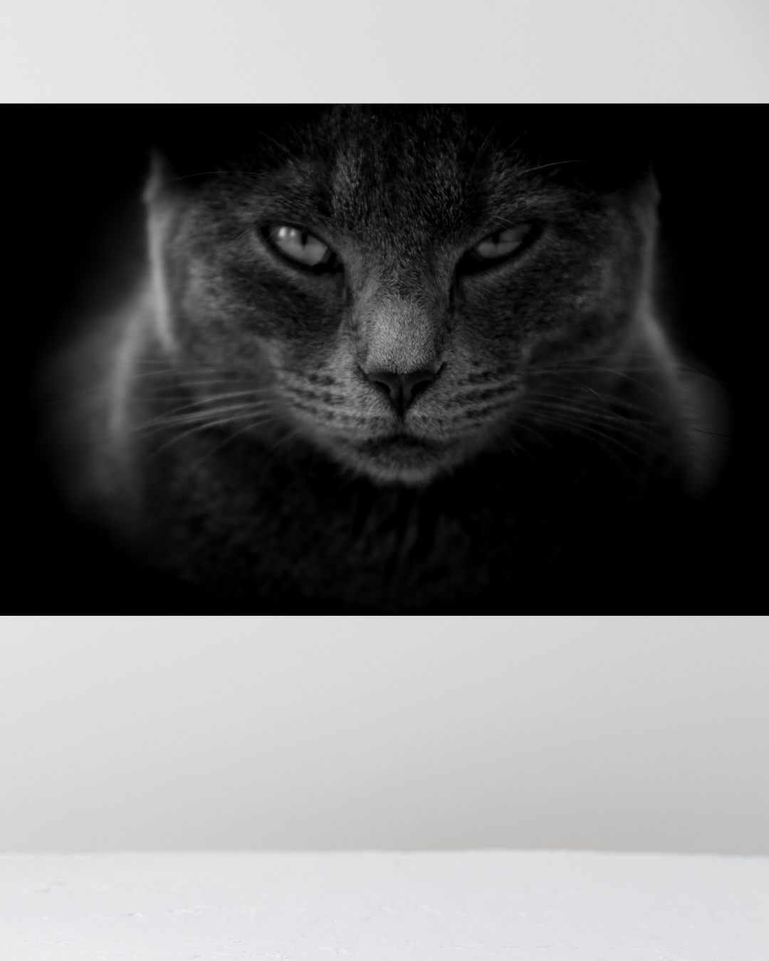 Gato Enfadado
