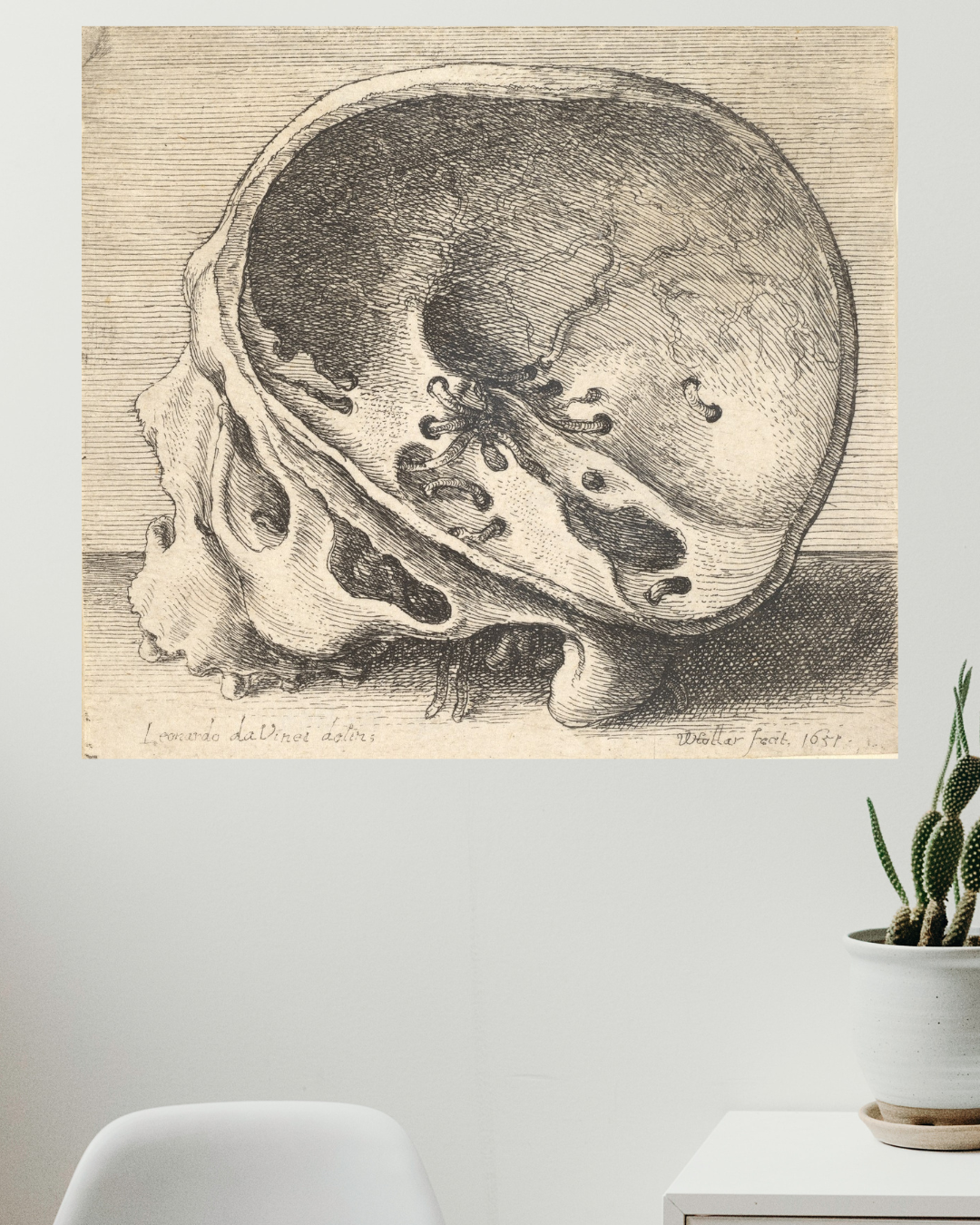 Cráneo Seccionado, Leonardo da Vinci