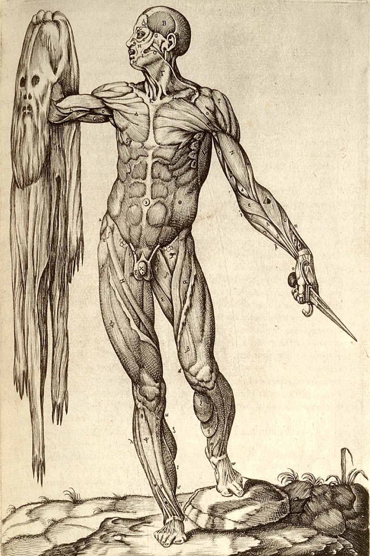 Anatomía del Cuerpo Humano, Juan Valverde de Amusco