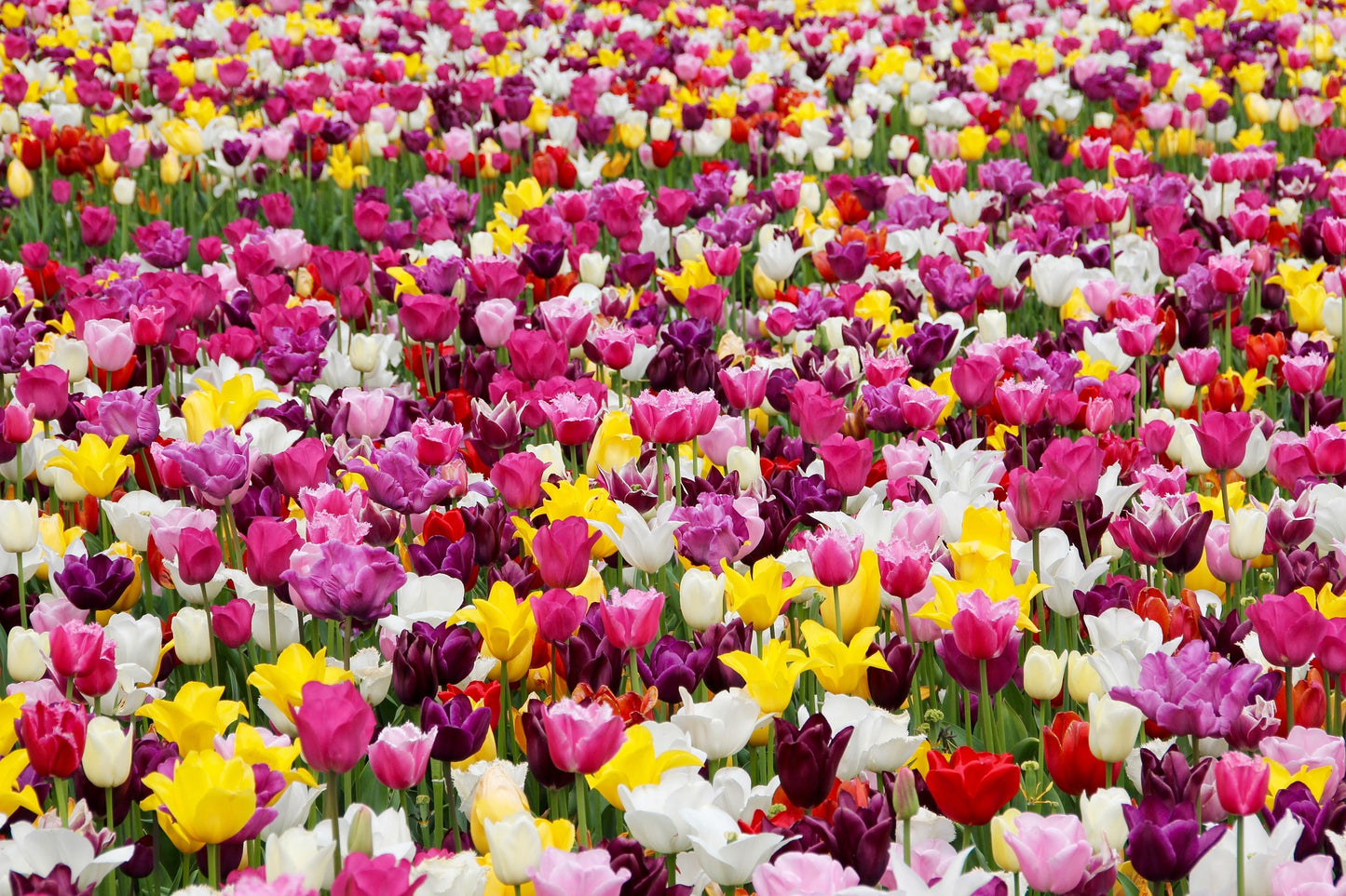 Campo de Tulipanes