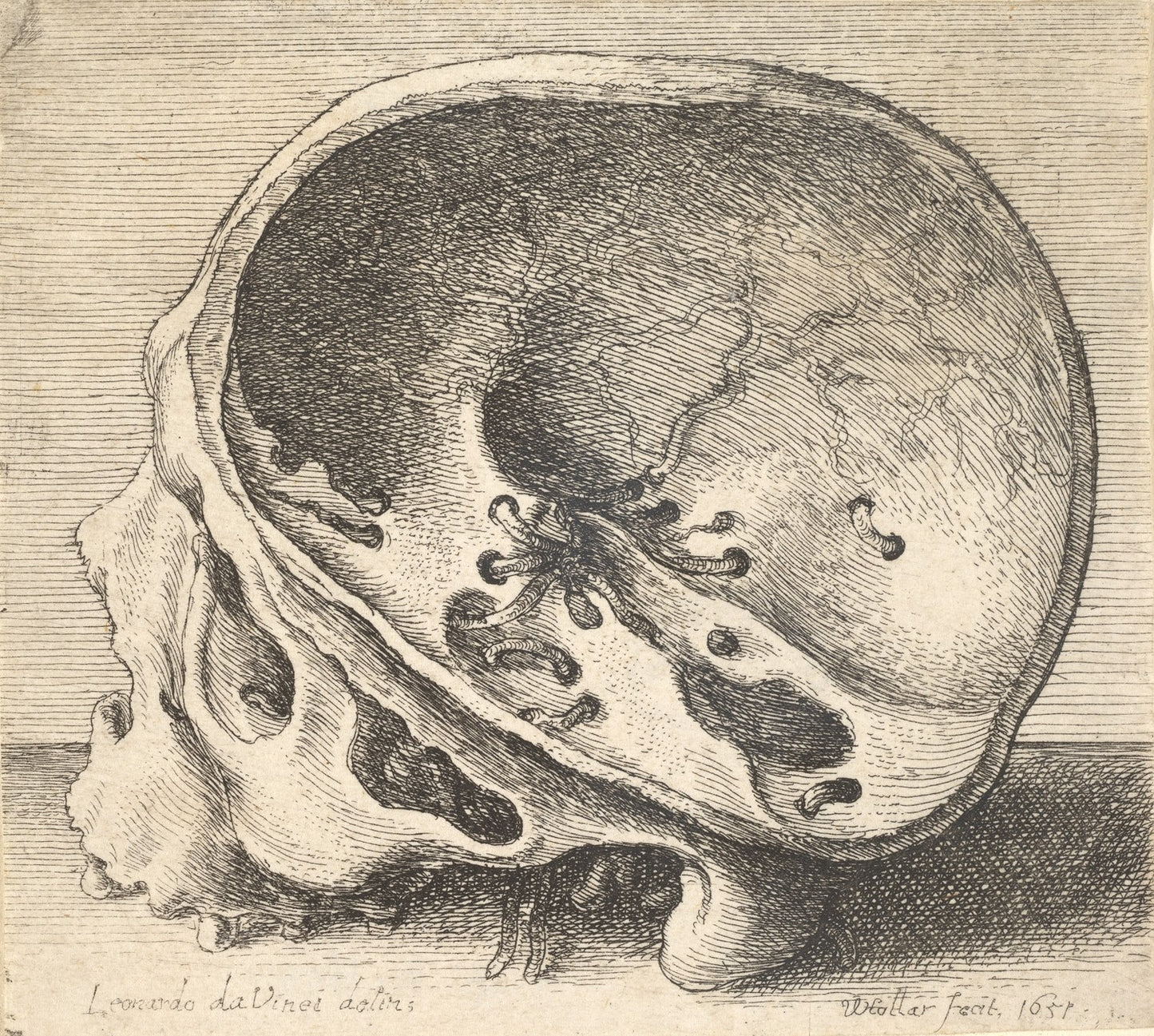 Cráneo Seccionado, Leonardo da Vinci