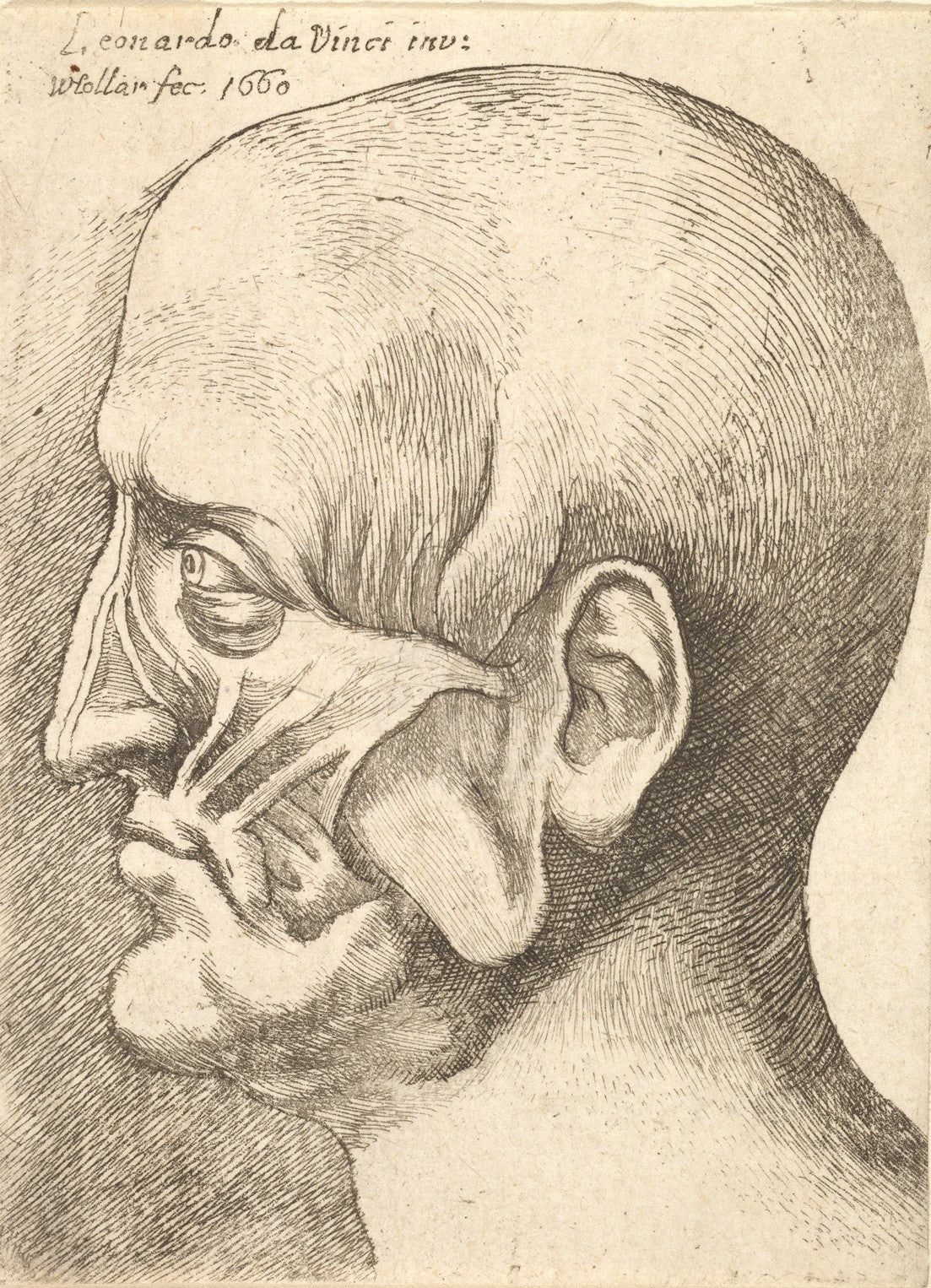 Ecorche Cabeza de un Hombre, Leonardo da Vinci