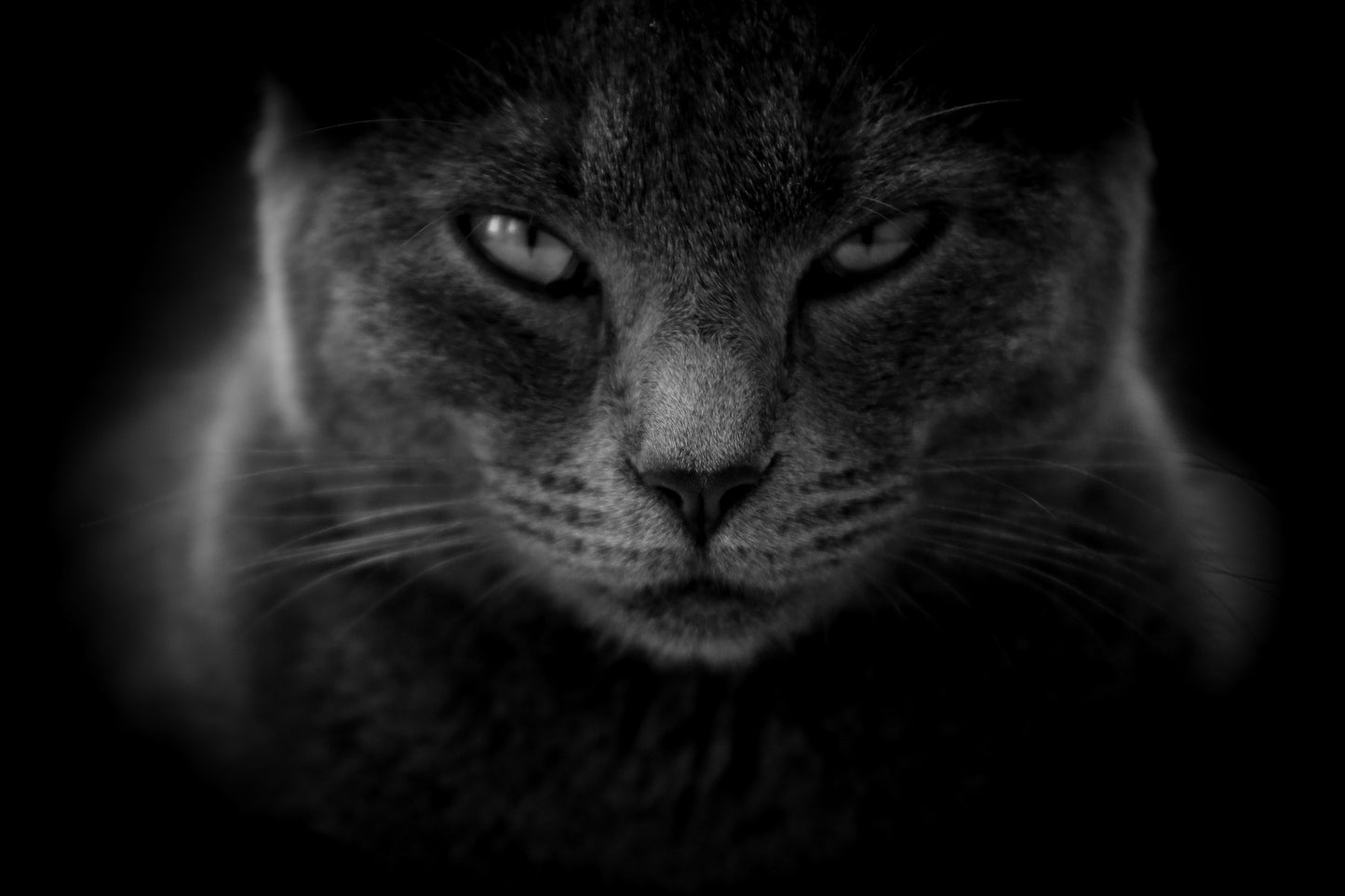 Gato Enfadado