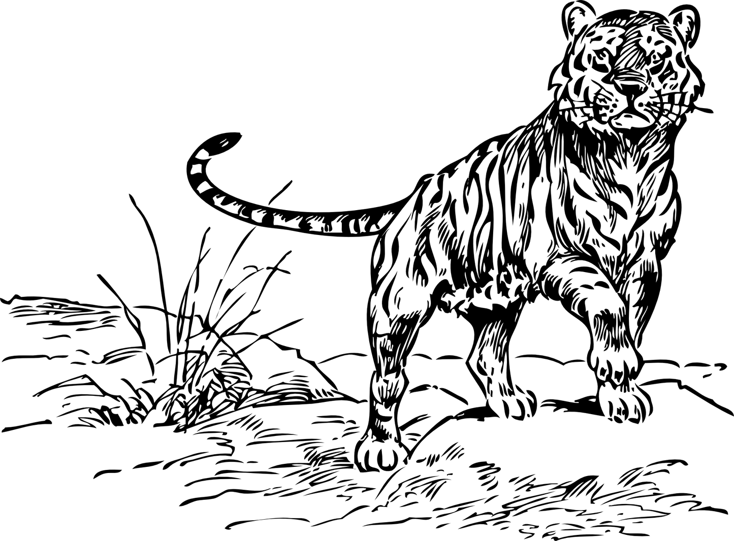 Ilustración de Tigre