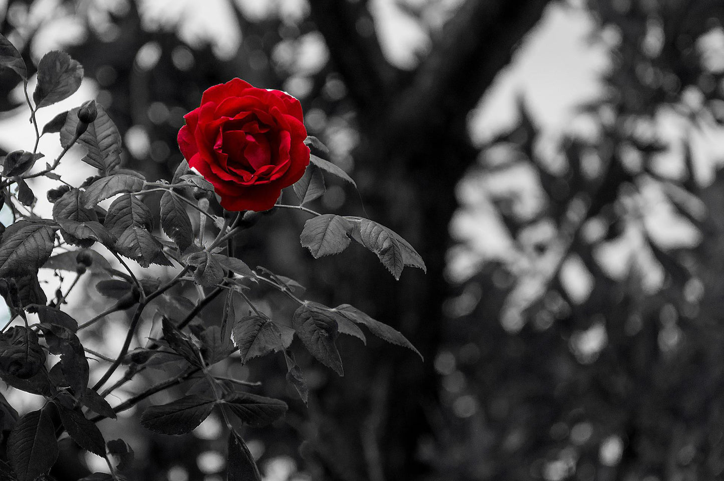 Rosa
