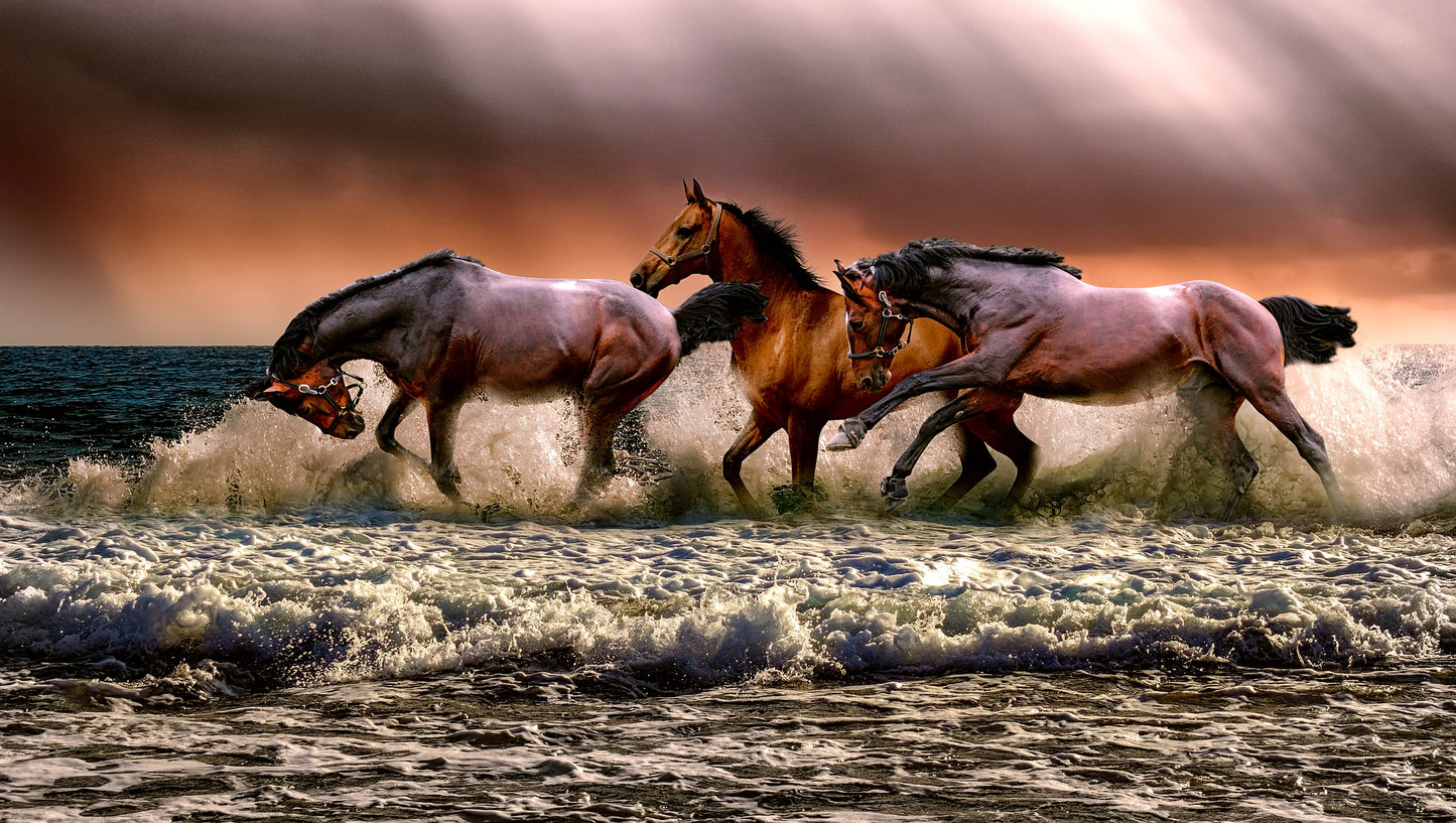 Caballos en el Mar