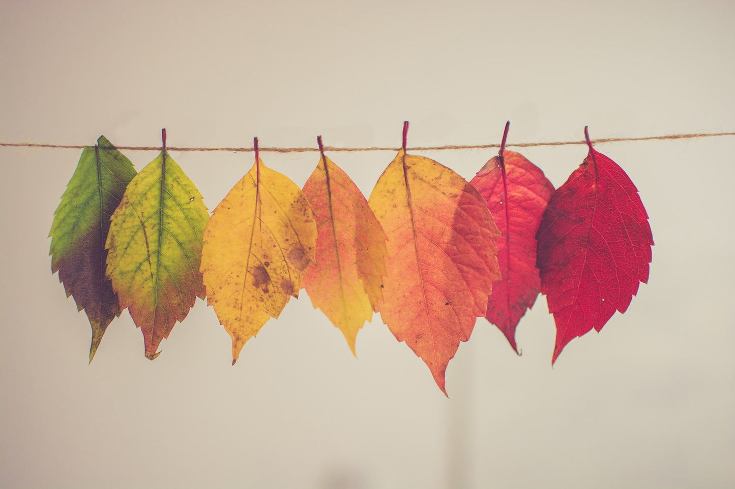 Fases de Otoño