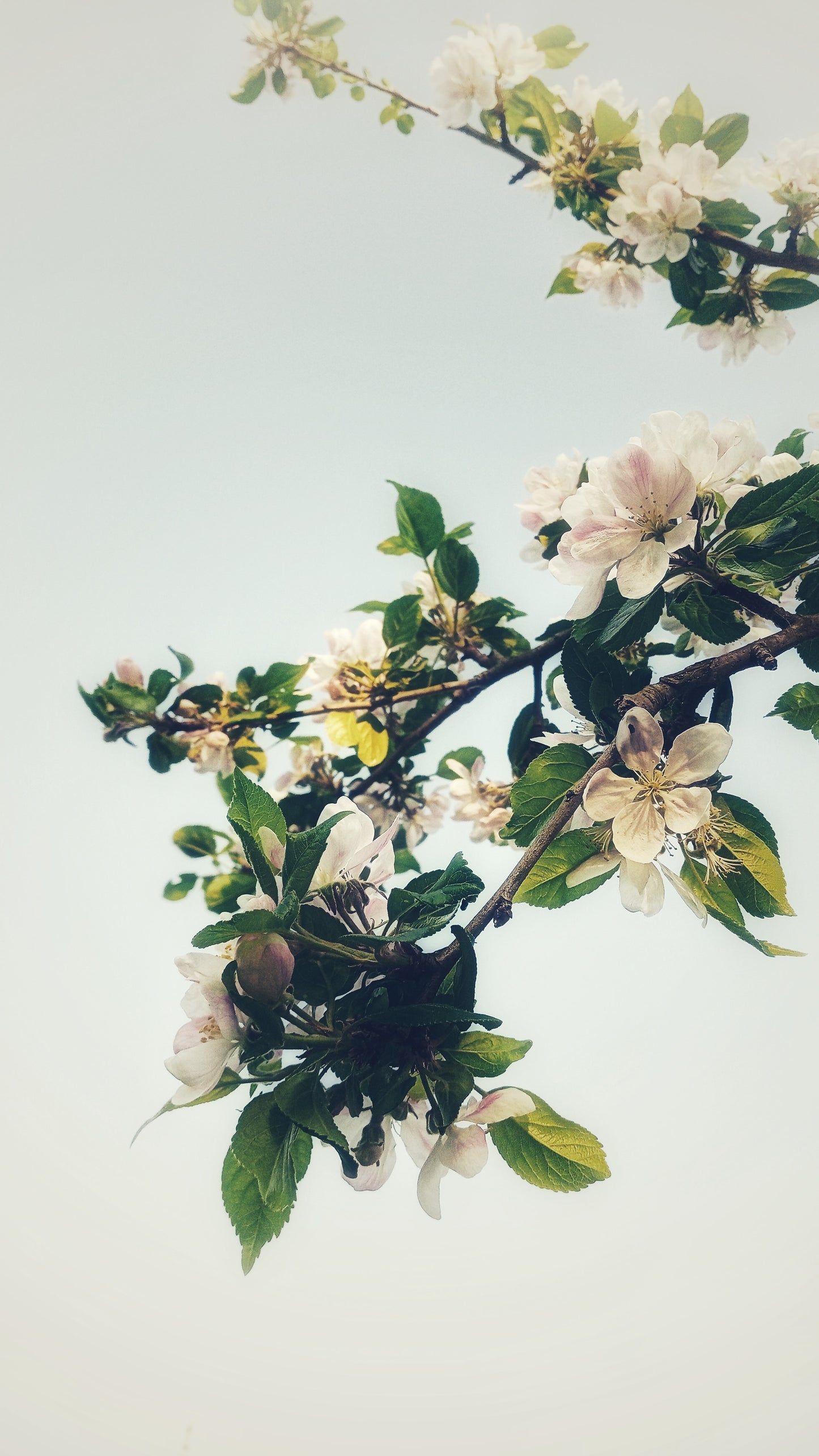 Ramas y Flores