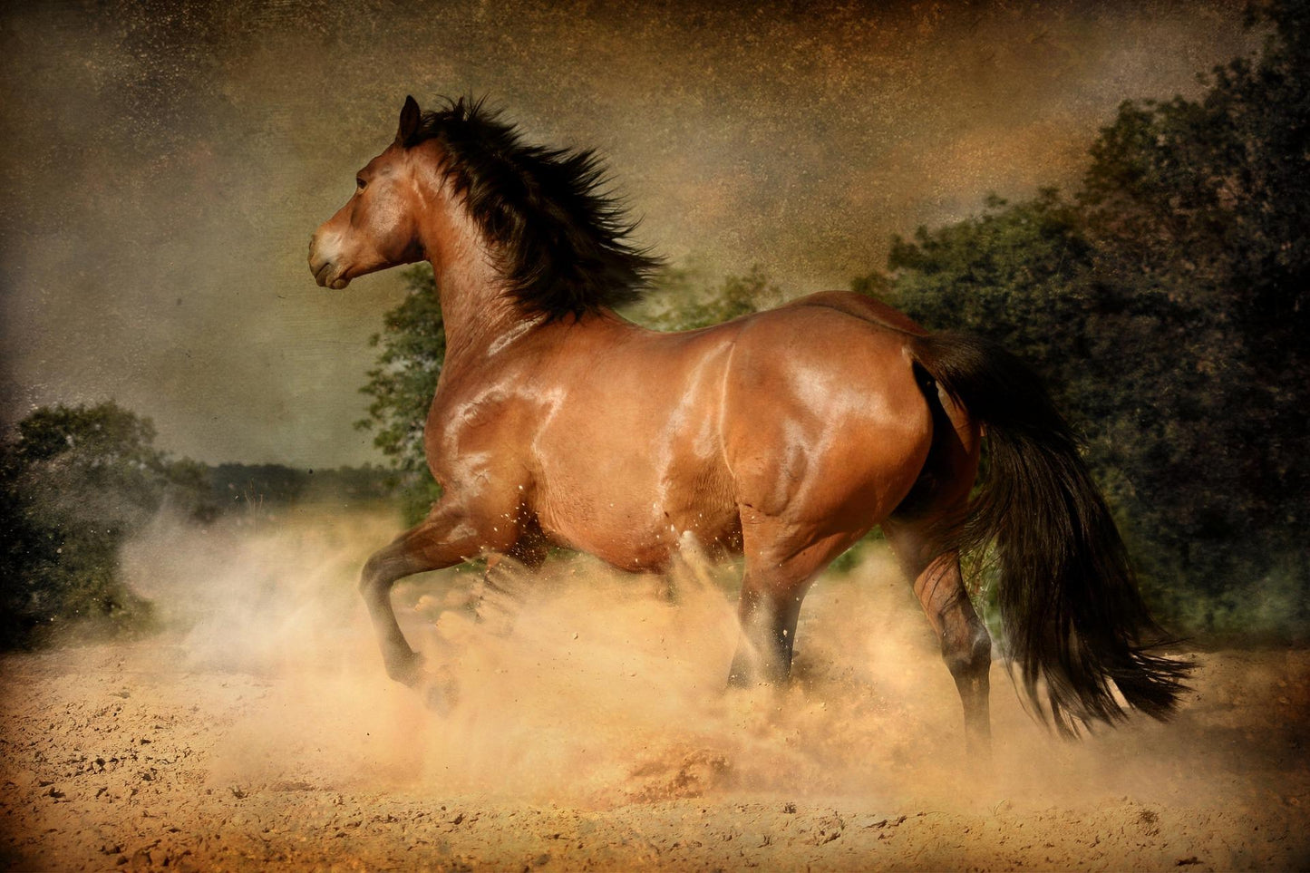 Caballo en el Campo