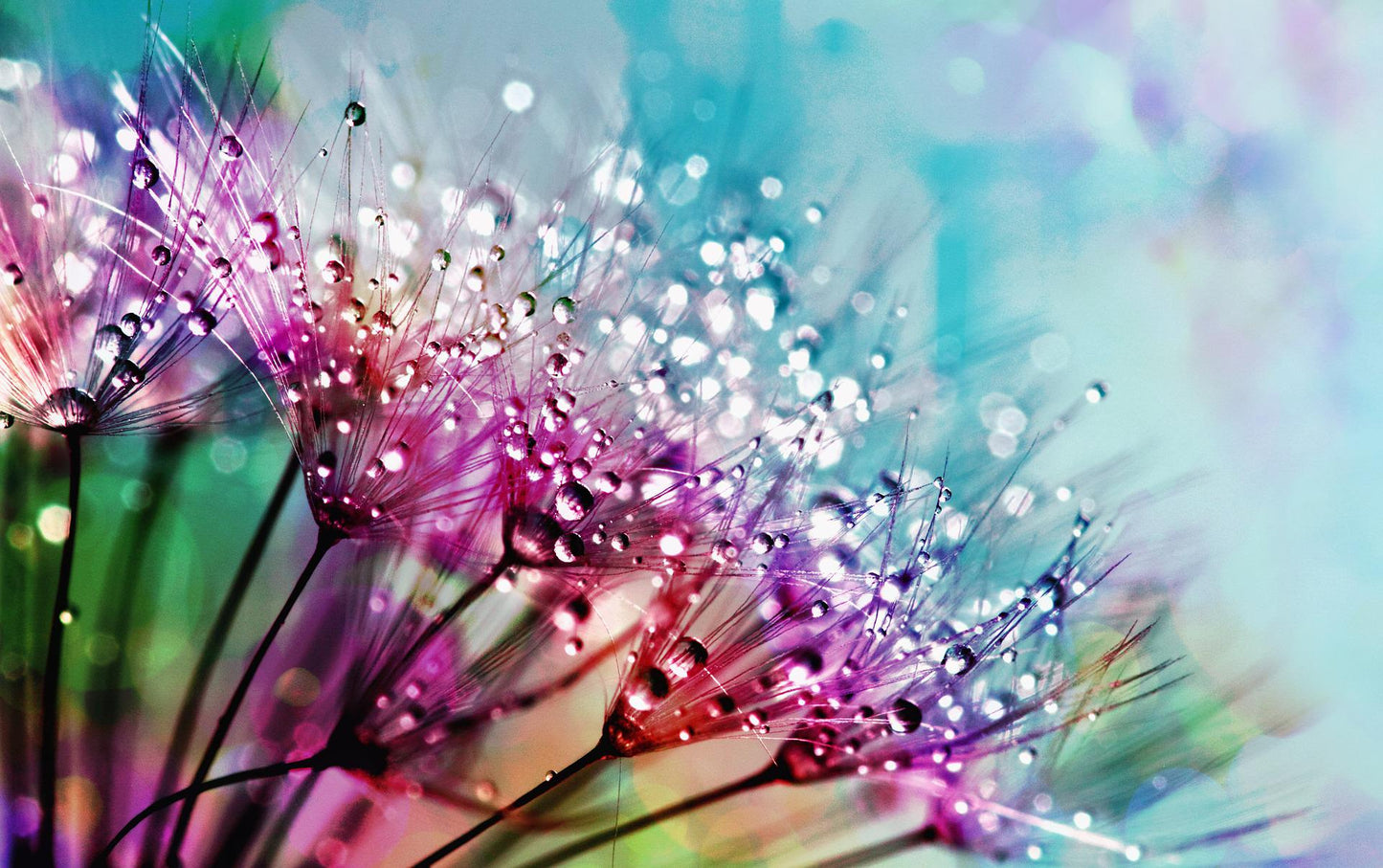 Gotas de Agua en las Flores