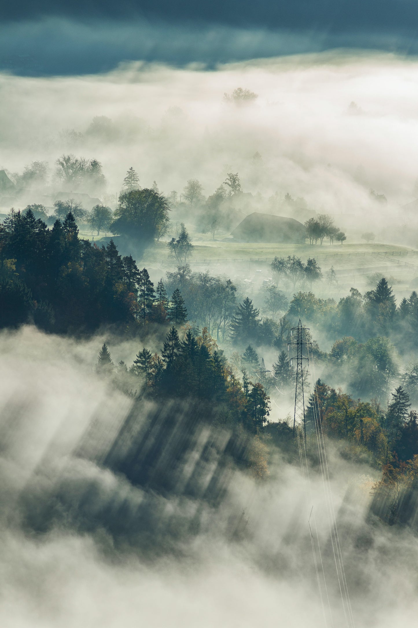 Bosque en Eslovenia