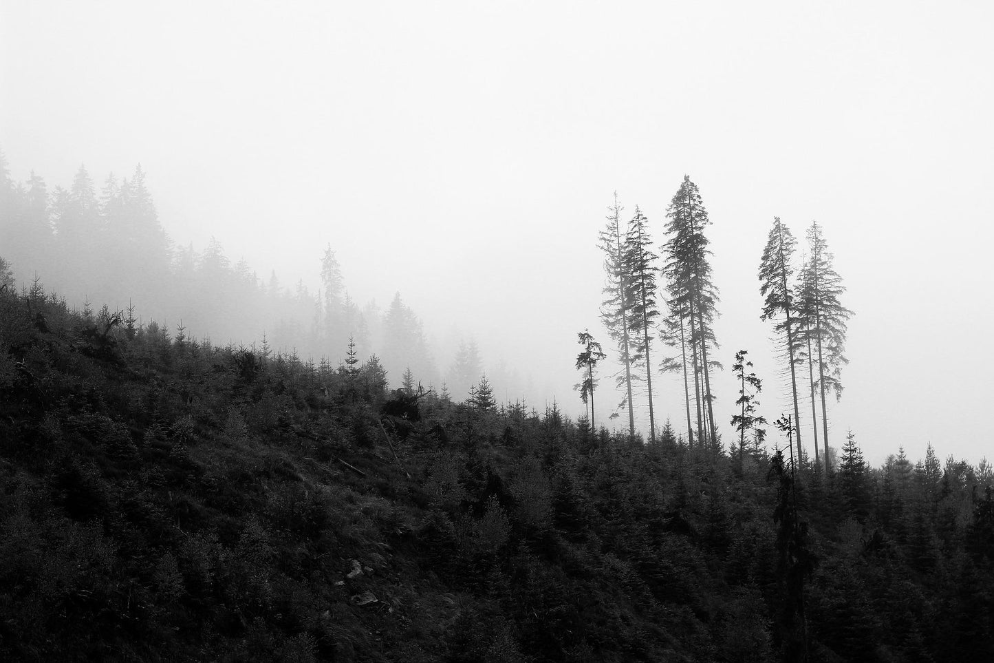 Árboles en la Montaña