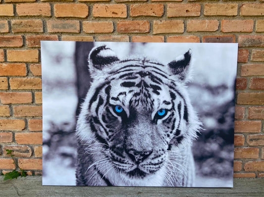 Mirada Fría