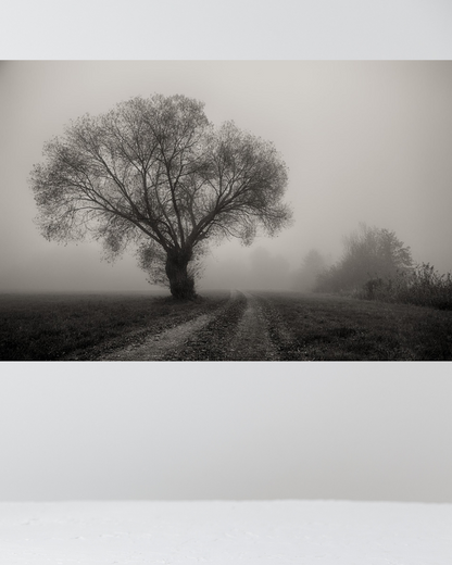 Árbol en la Niebla