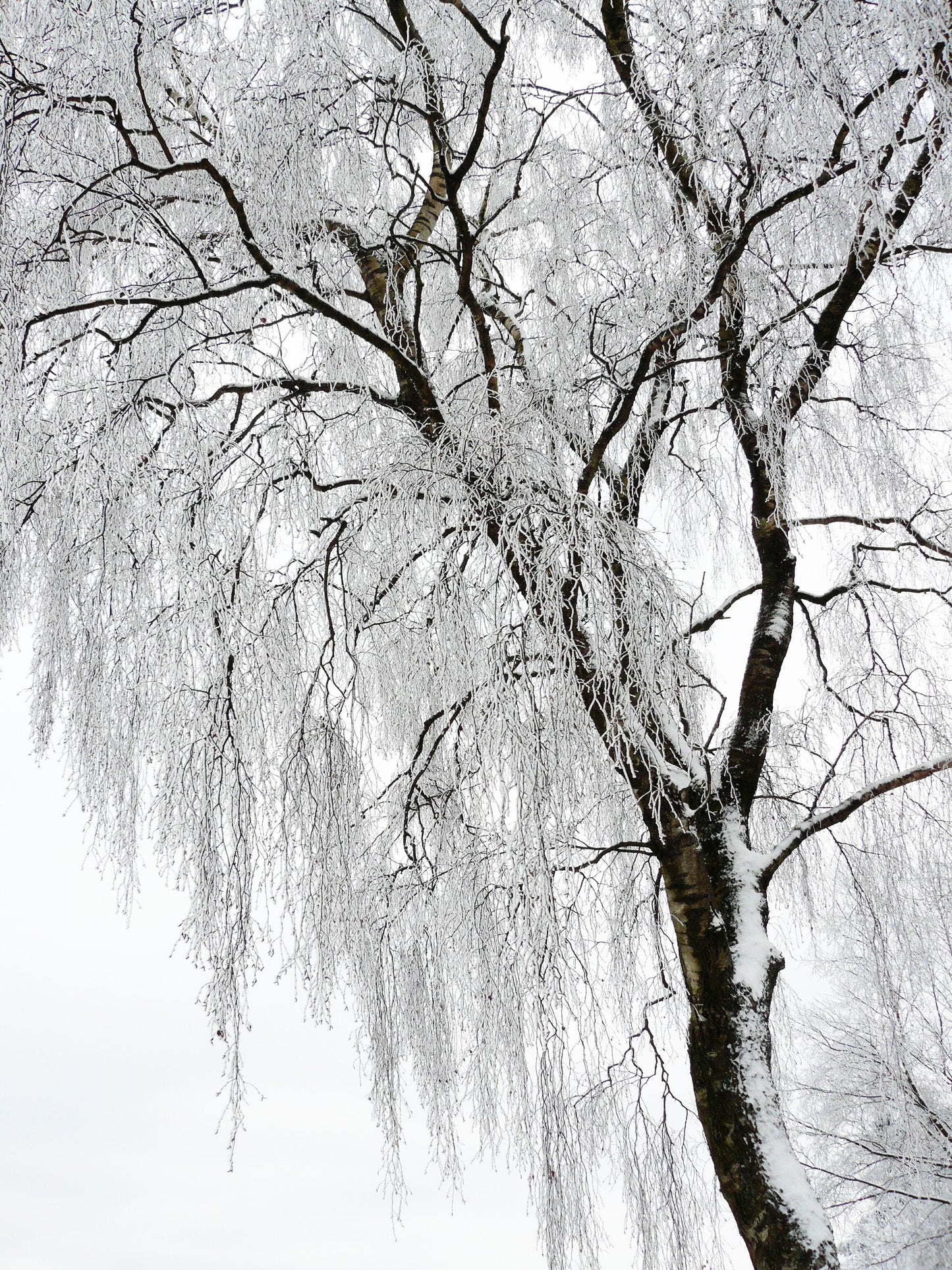 Árbol Invernal