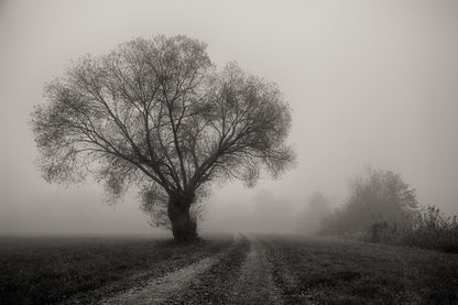 Árbol en la Niebla