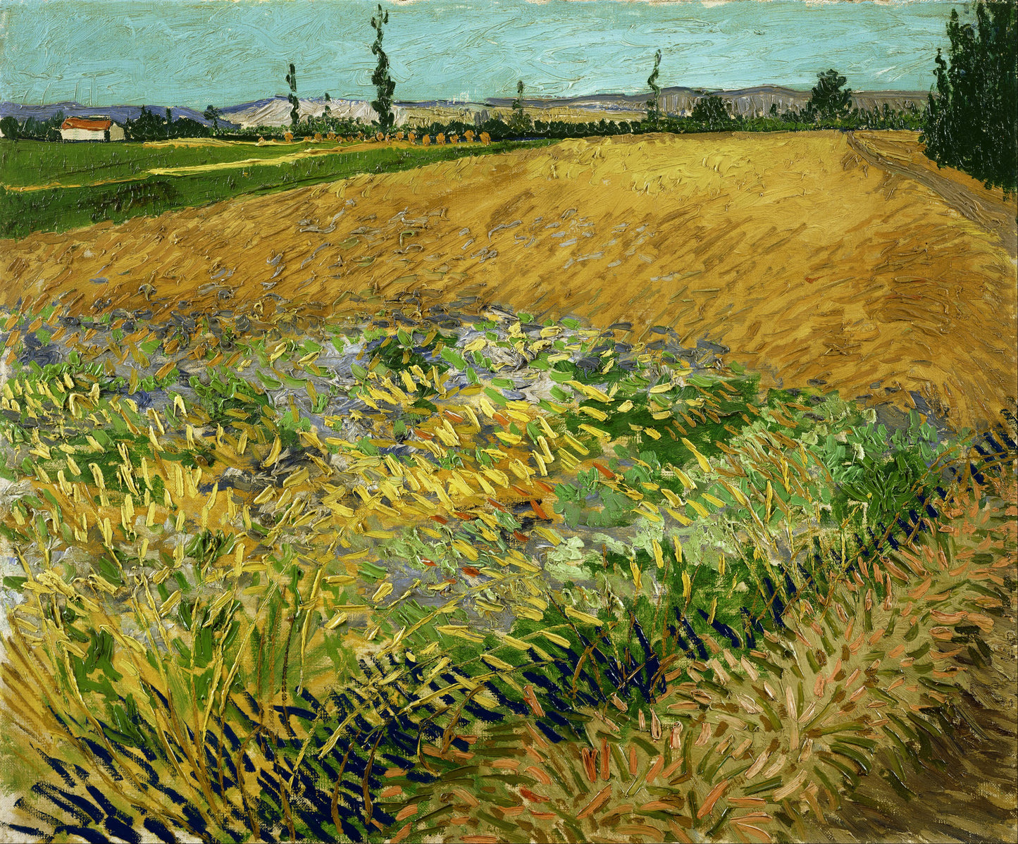 Campo de Trigo - Vincent van Gogh