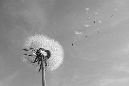 Diente de León en el Viento