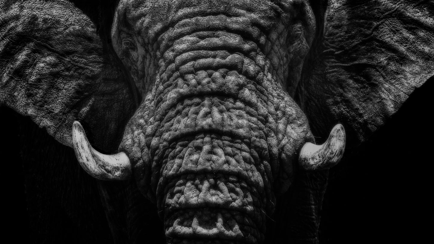 Elefante de Frente