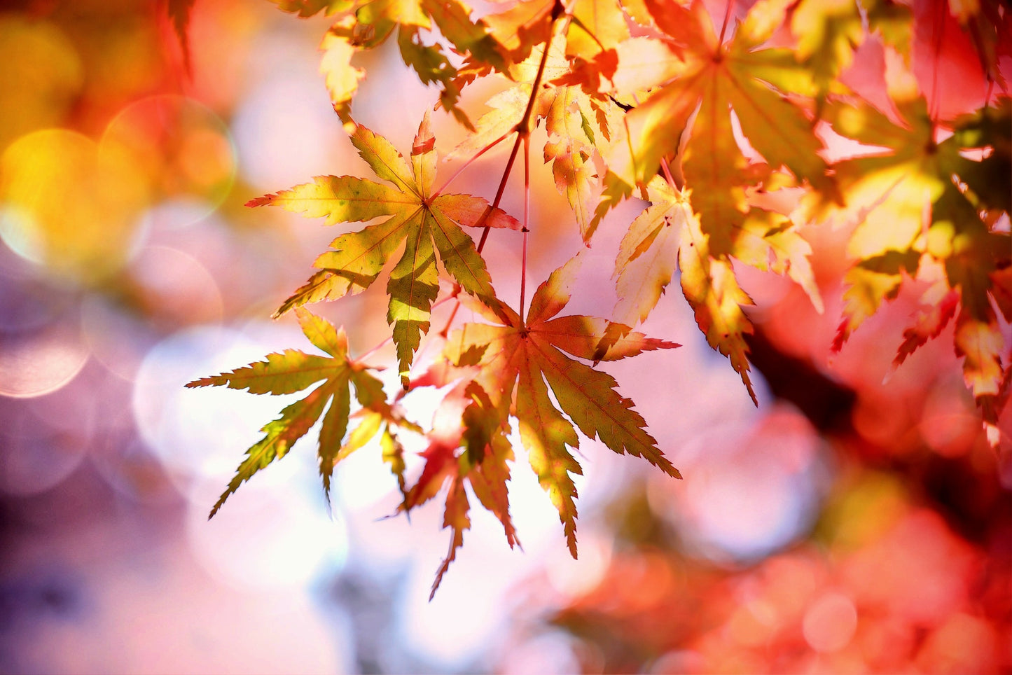 Magia de Otoño