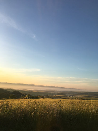 Campo de Hierba por la Tarde