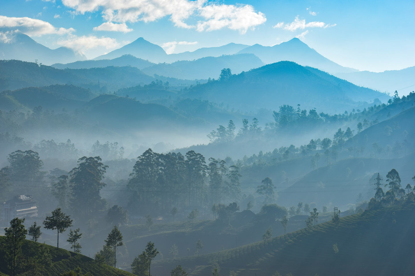 Bosque de Munnar