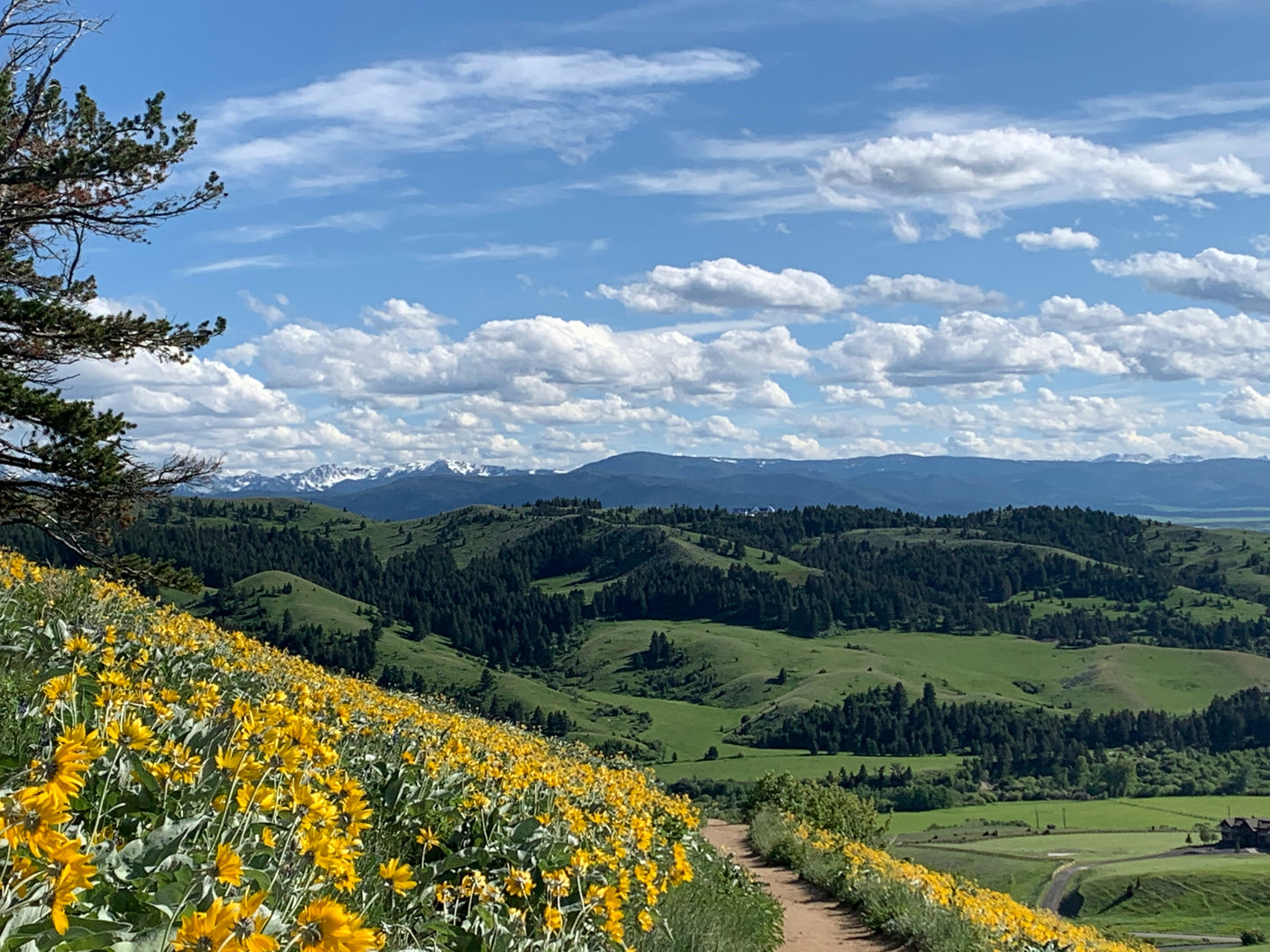 Campo de Girasoles