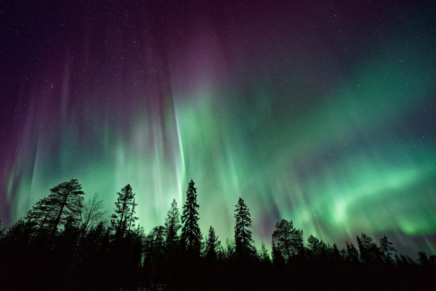 El Bosque y las Auroras